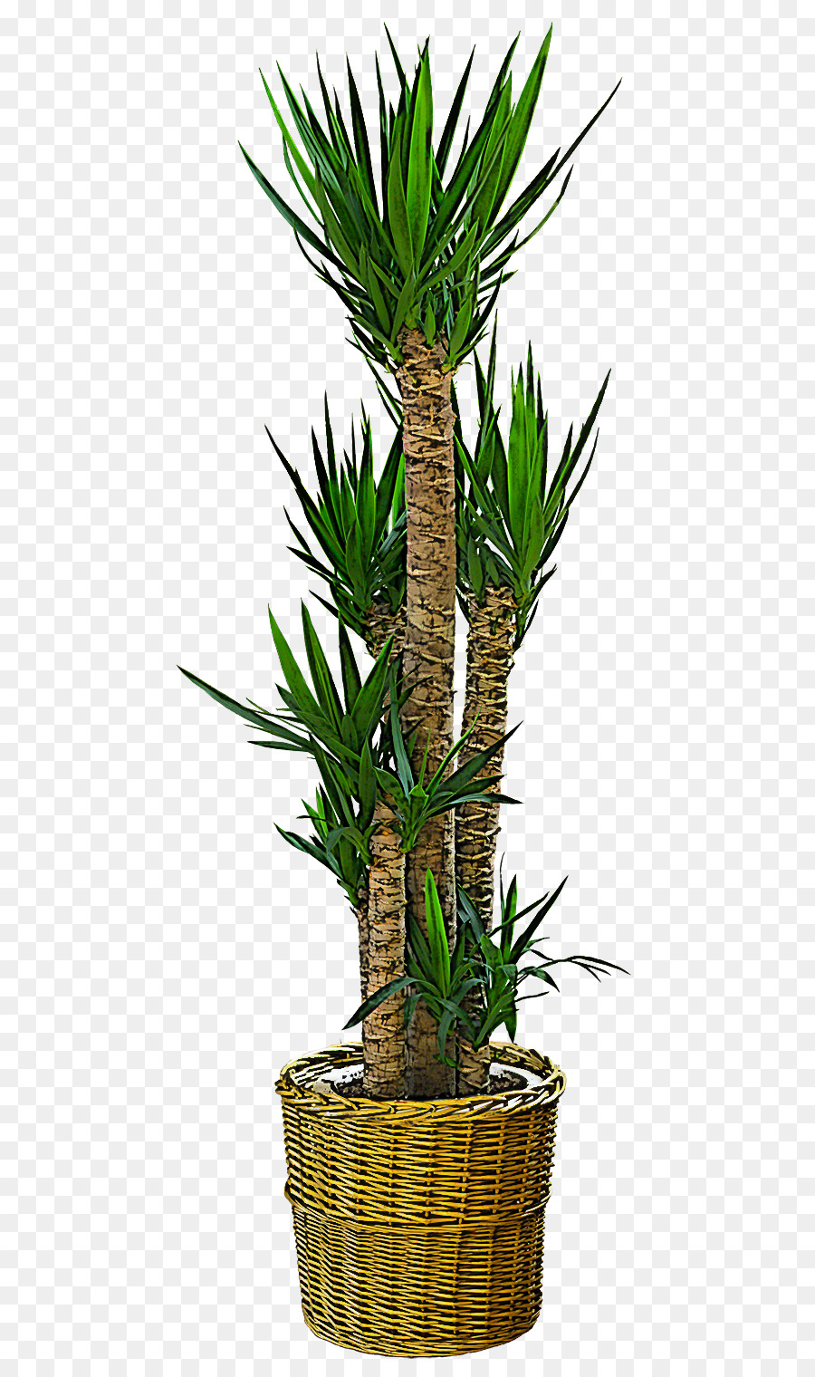 Yuca，Planta PNG