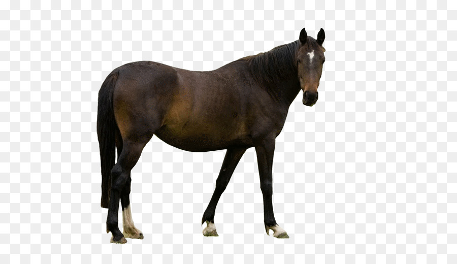 Caballo，Animal Figura PNG