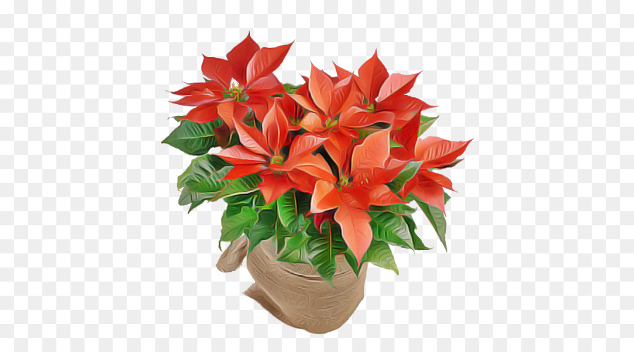 Flor，Planta PNG