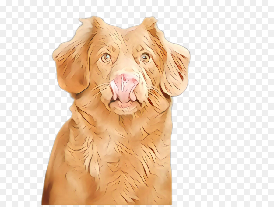 Perro，Nova Scotia Duck Peaje Retriever PNG