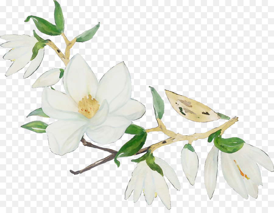 Flor，Blanco PNG