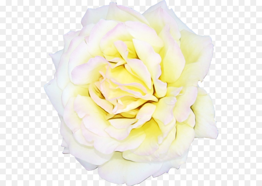 Flor，Blanco PNG