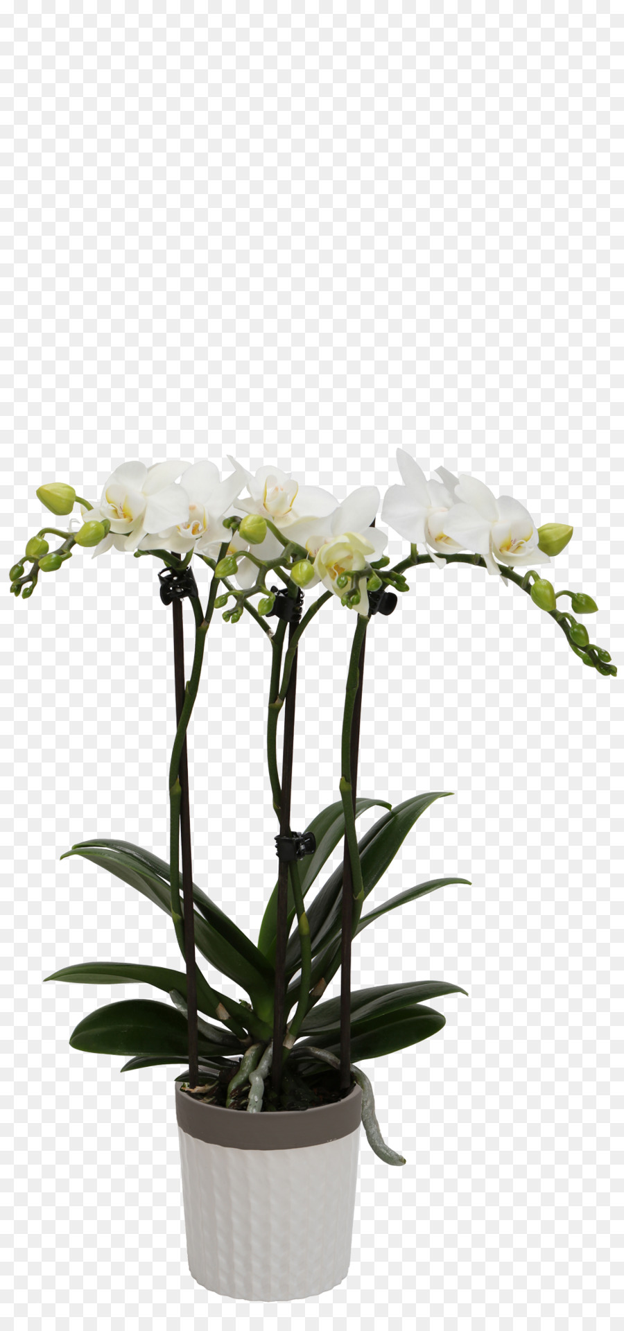 Flor，Planta PNG