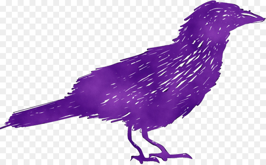 Aves，Pico PNG