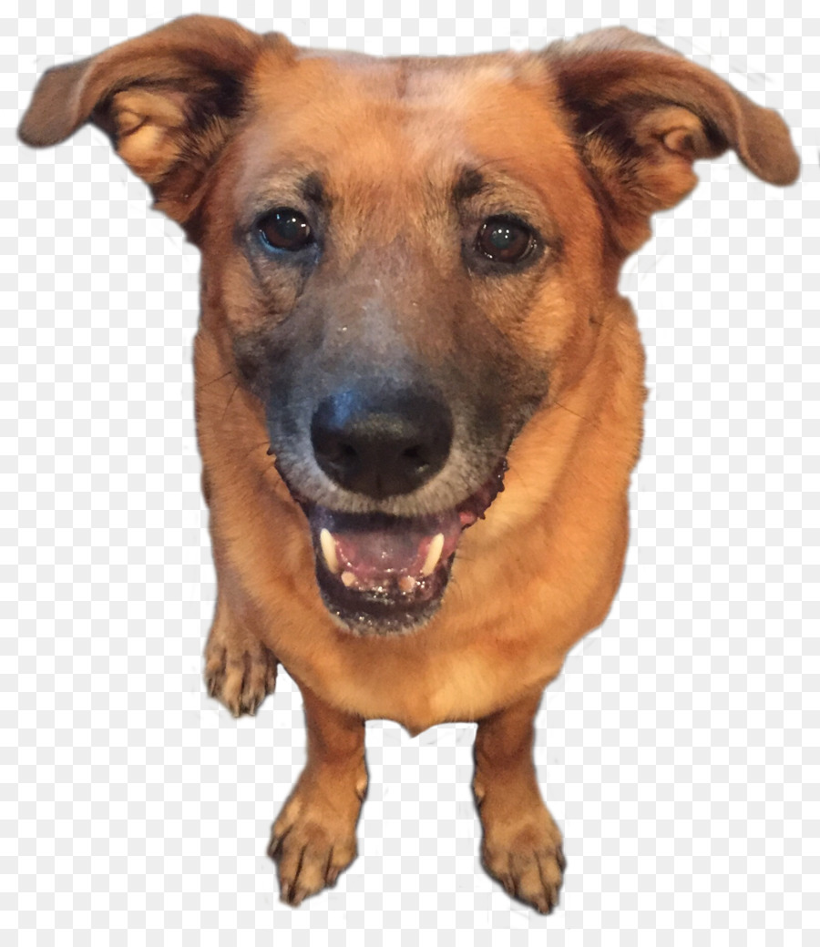 Perro，Hocico PNG