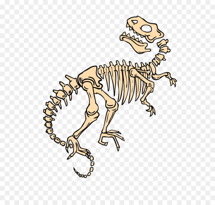 Esqueleto De Dinosaurio，Fósil PNG