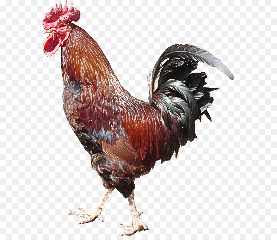 Pollo，Pájaro PNG