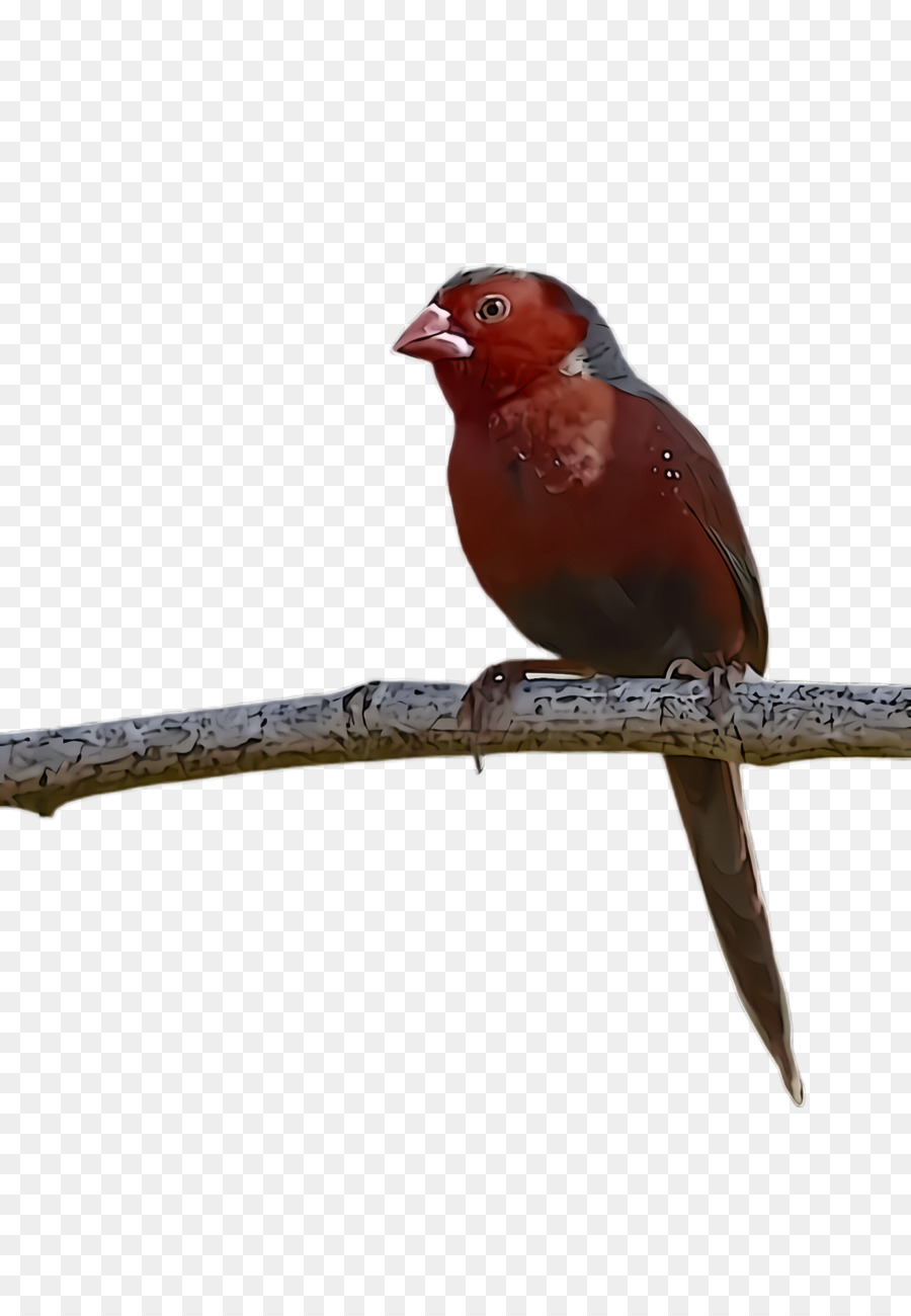 Aves，Pico PNG