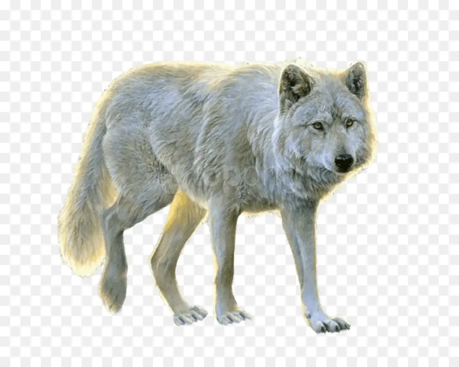 Lobo，Canino PNG