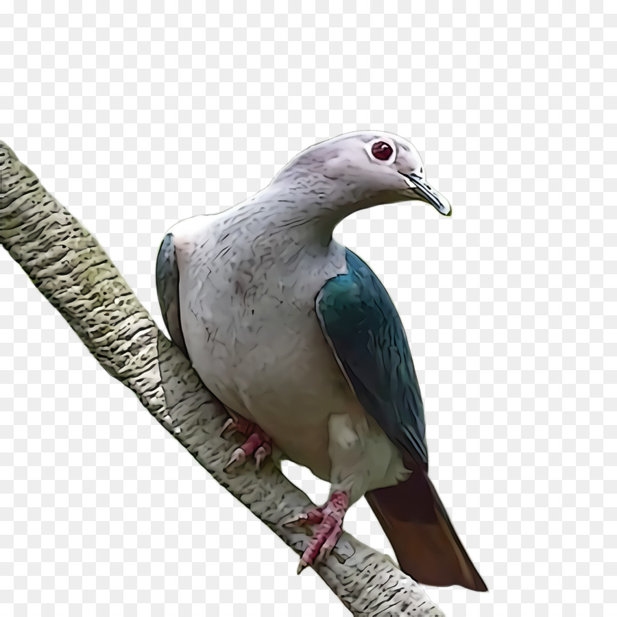 Aves，Stock Paloma PNG