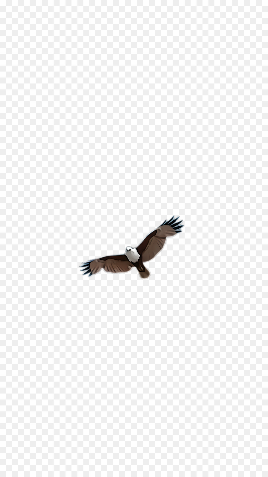 Aves，águila PNG