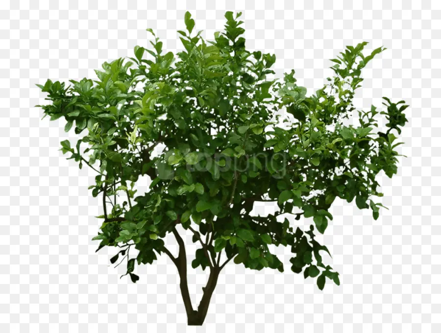 Árbol，Planta PNG