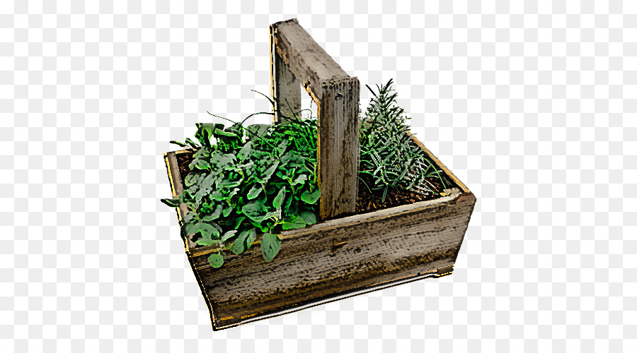 Planta，La Hierba PNG