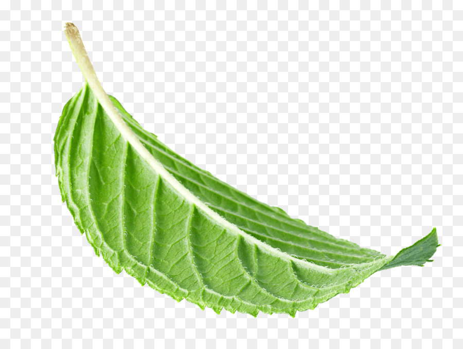 Hoja，Planta PNG