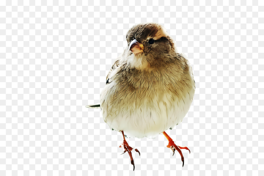 Aves，Pico PNG