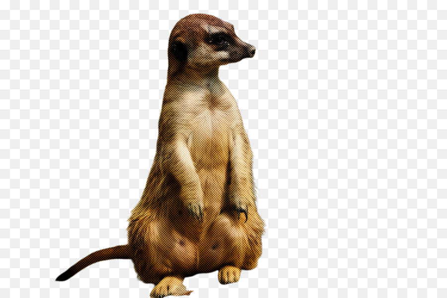 Suricata，Mangosta PNG