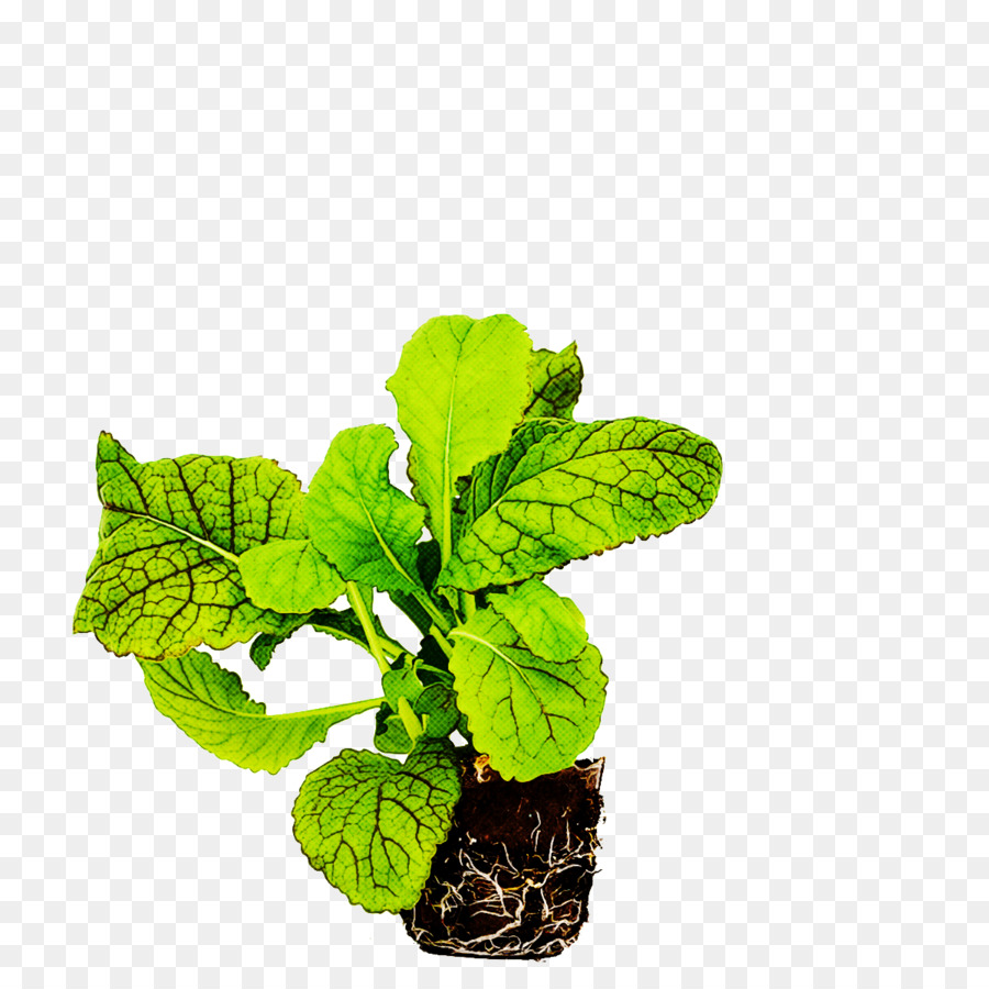 Hoja，Flor PNG