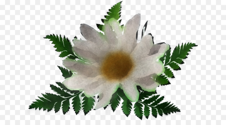 Flor，Planta PNG