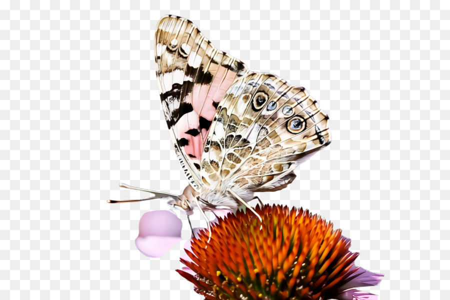 Mariposa，Cynthia Subgénero PNG