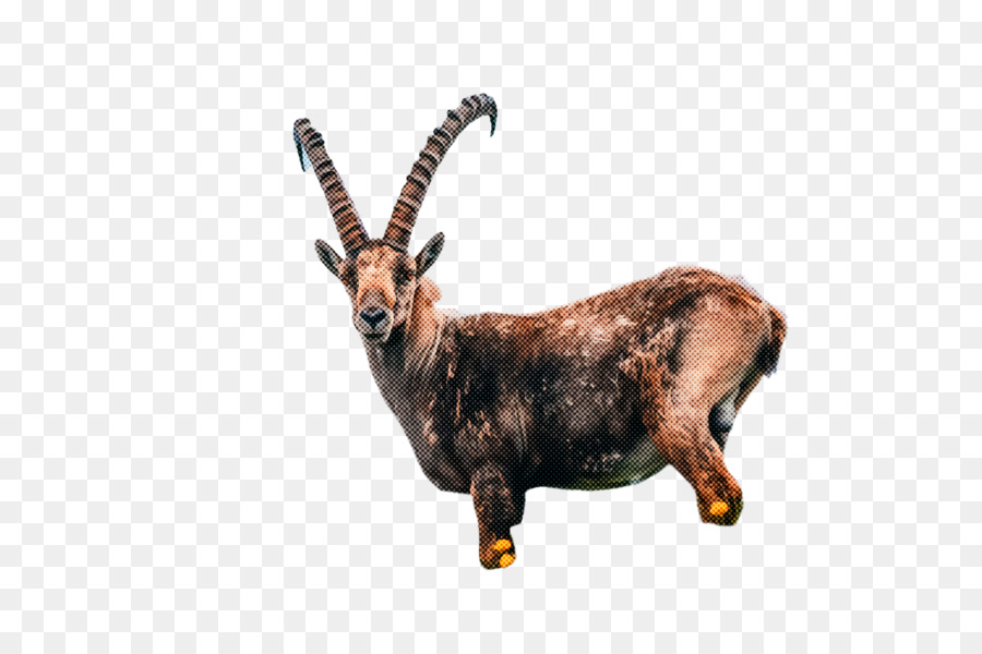 Cuerno，Las Cabras PNG