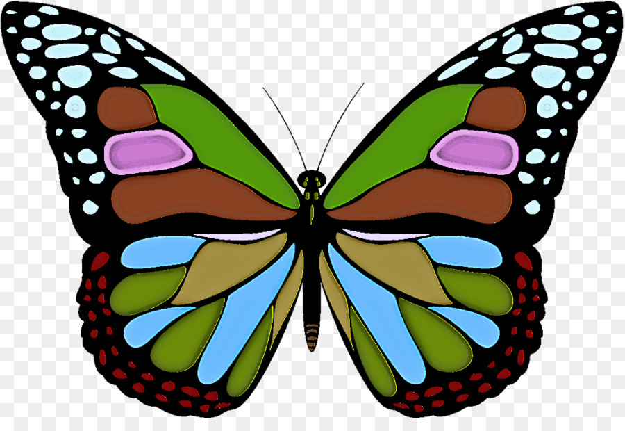 Las Polillas Y Las Mariposas，Mariposa PNG