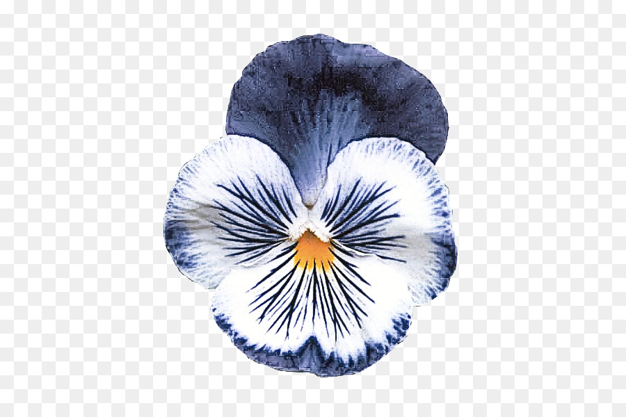 Flor De Pensamiento，Florecer PNG