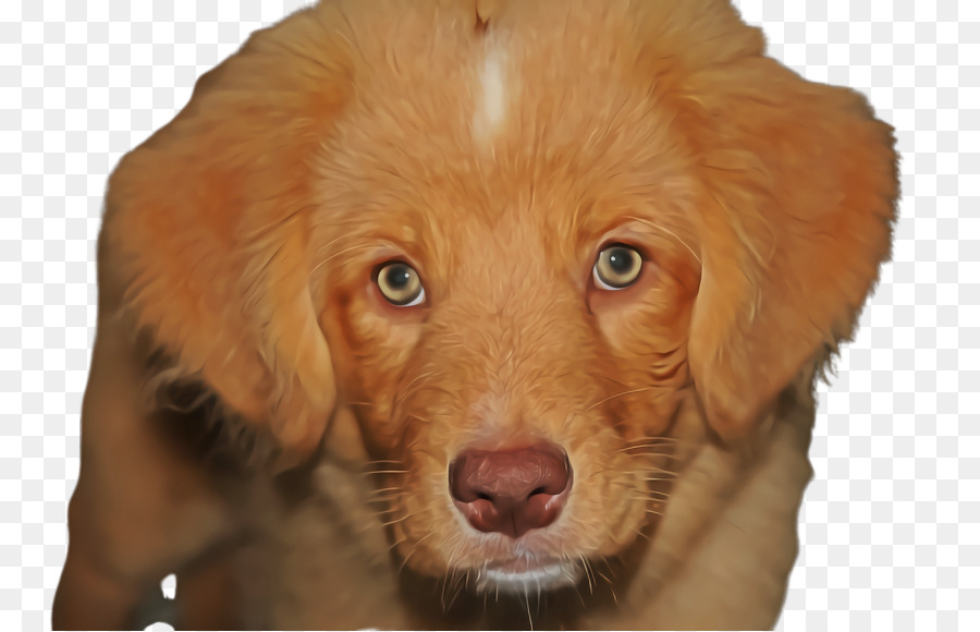 Perro，Nova Scotia Duck Peaje Retriever PNG