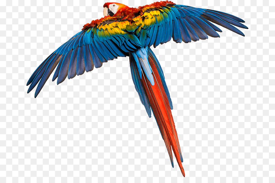 Aves，Guacamayo PNG