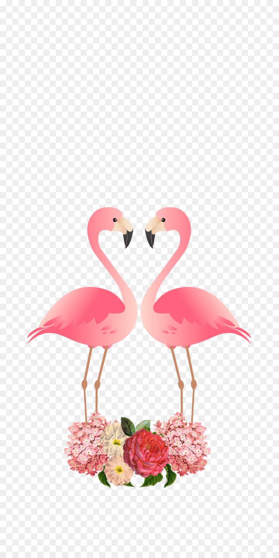 Aves，Flamingo PNG