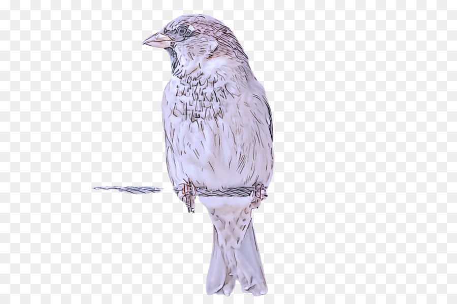 Aves，Pico PNG