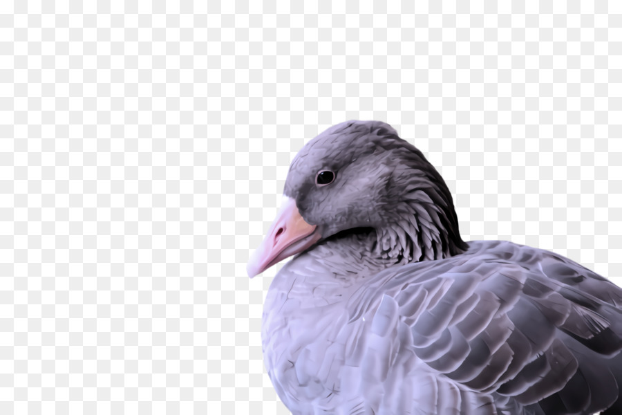 Aves，Pico PNG