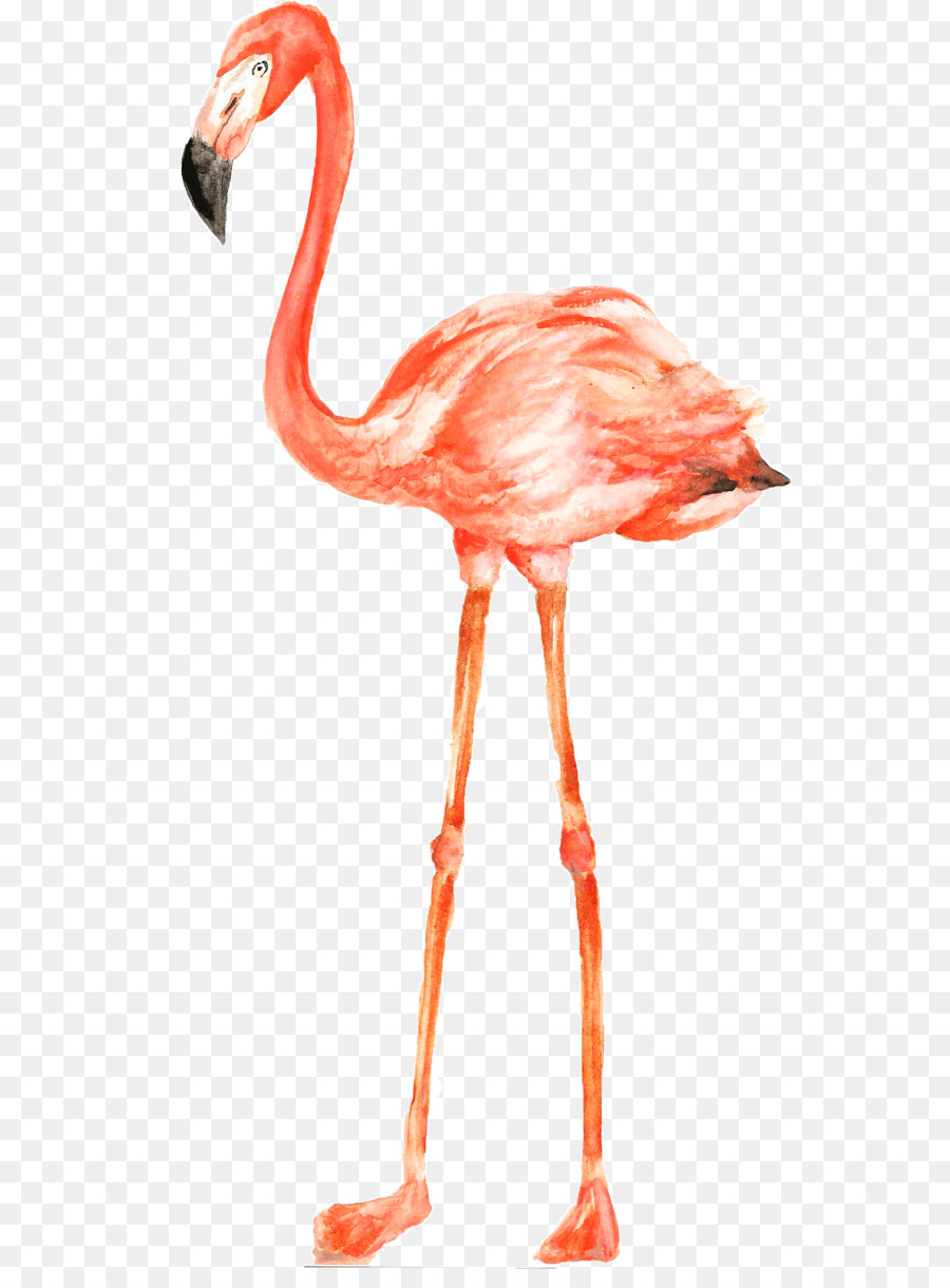 Flamingo，Flamenco PNG