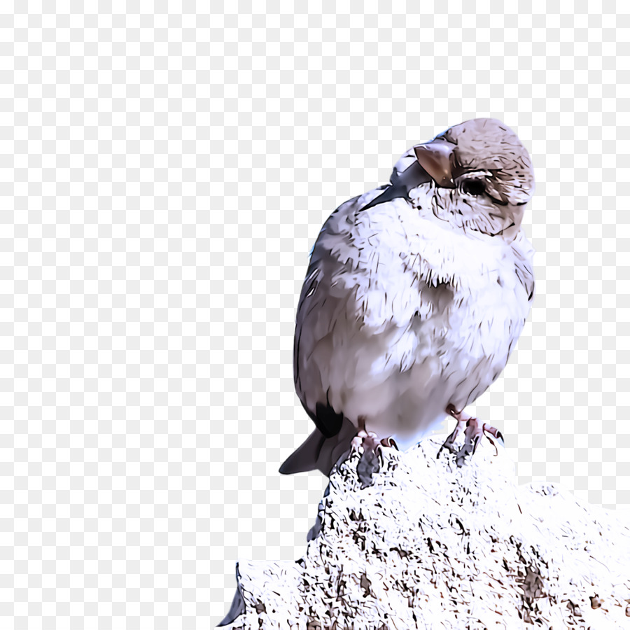 Aves，Pico PNG