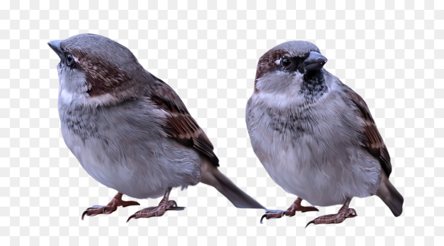 Gorriones，Pájaros Pequeños PNG