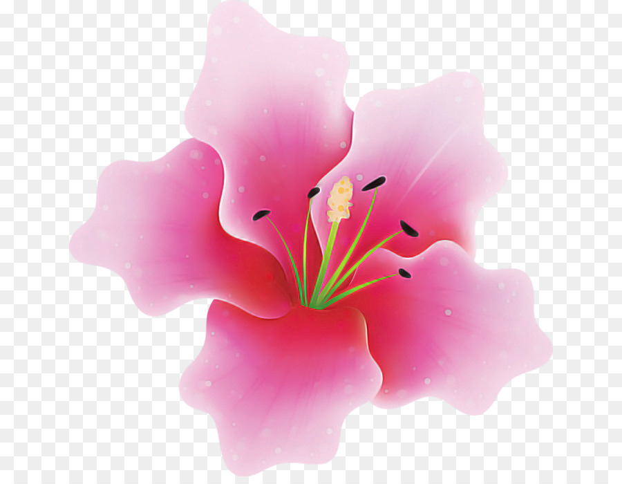 Flor，Florecer PNG