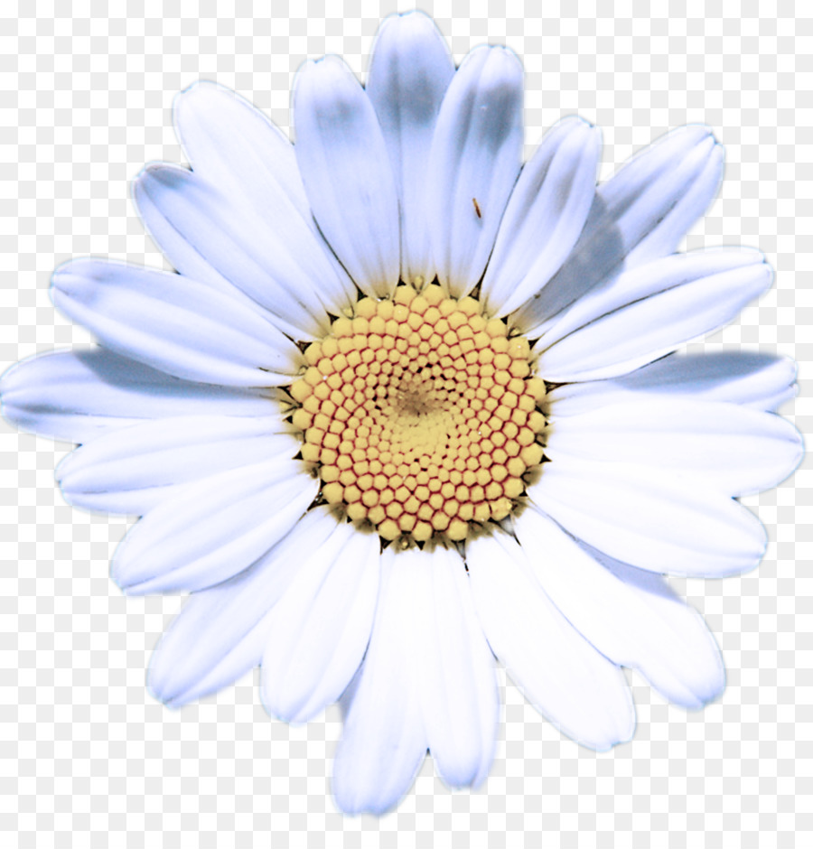 Flor，Margarita PNG