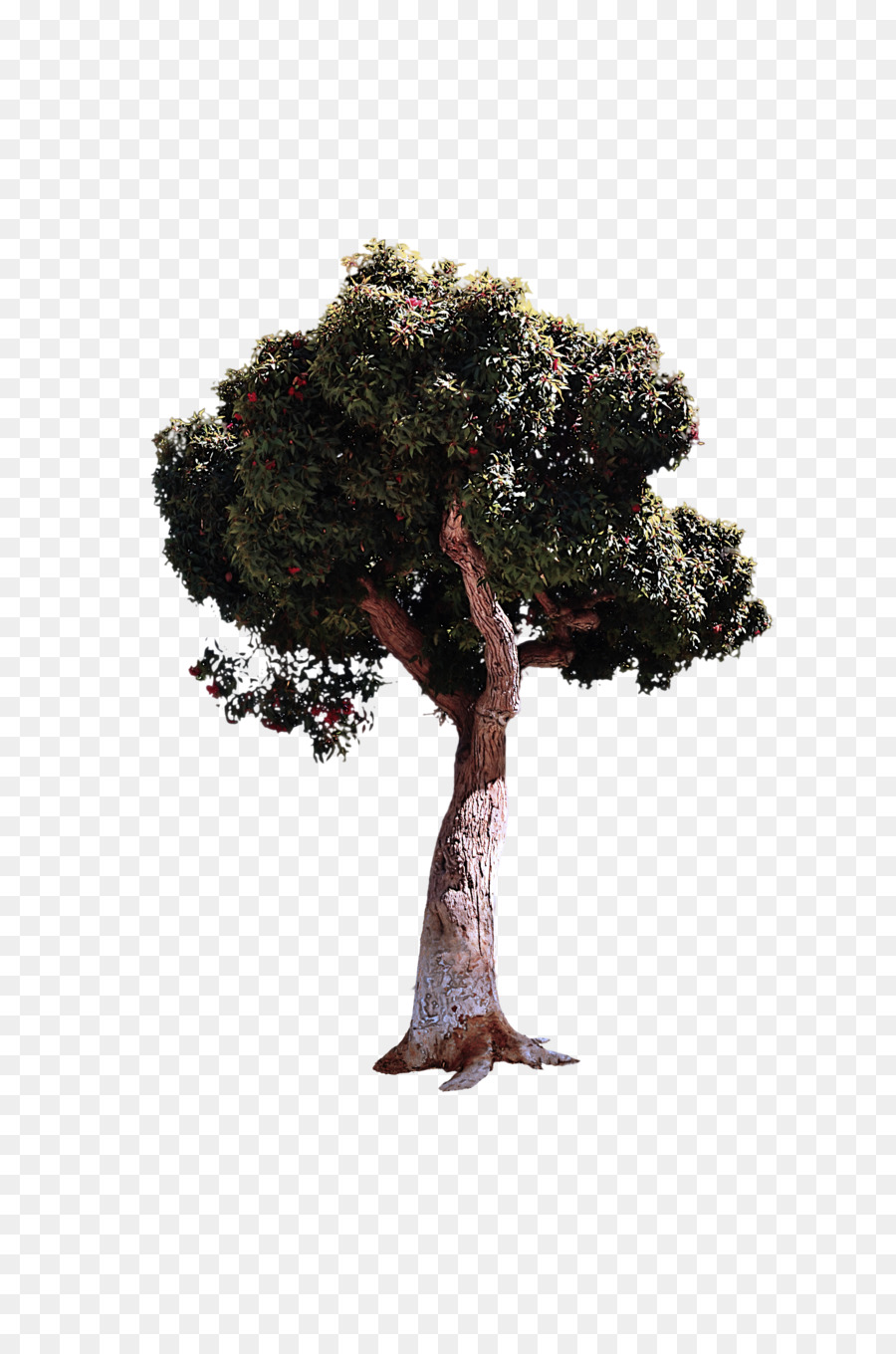 Árbol，Planta PNG