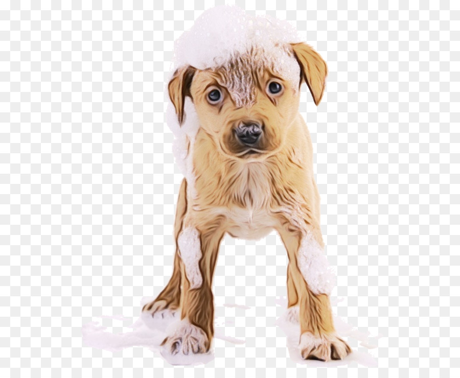 Perro，Cachorro PNG