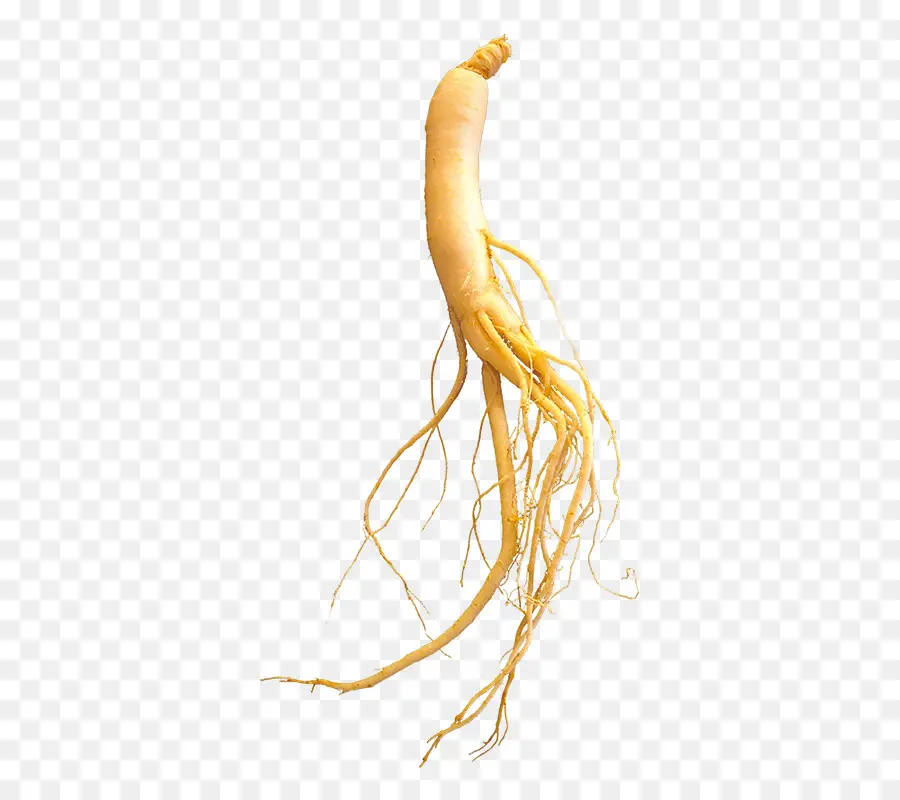 Planta，Ginseng PNG