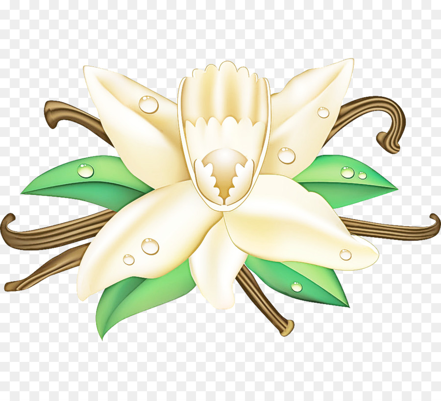 Blanco，Verde PNG