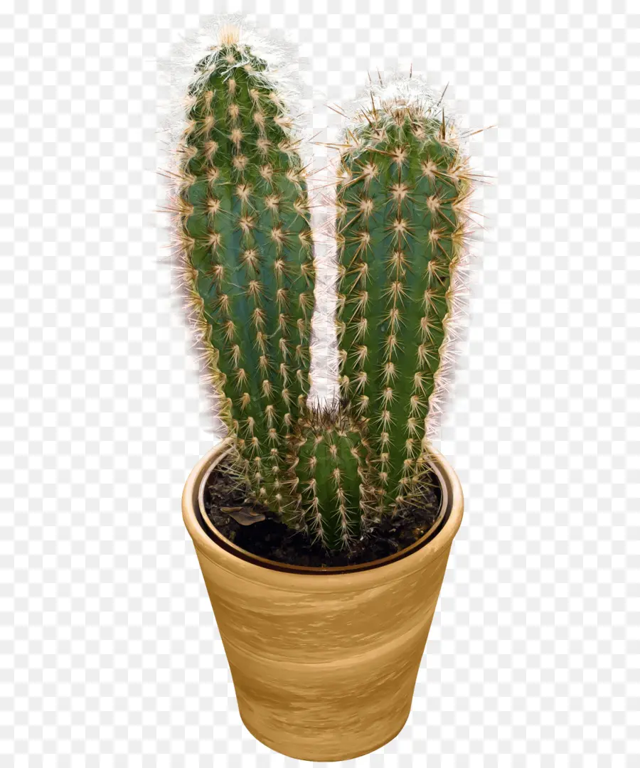 Cactus，Maceta PNG