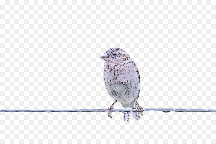 Aves，Pico PNG