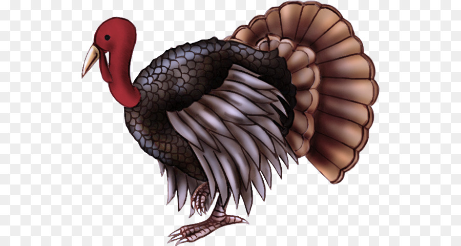 Turquía，Aves PNG