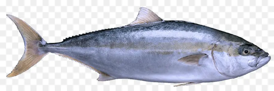 Los Peces，Los Productos De Pescado PNG