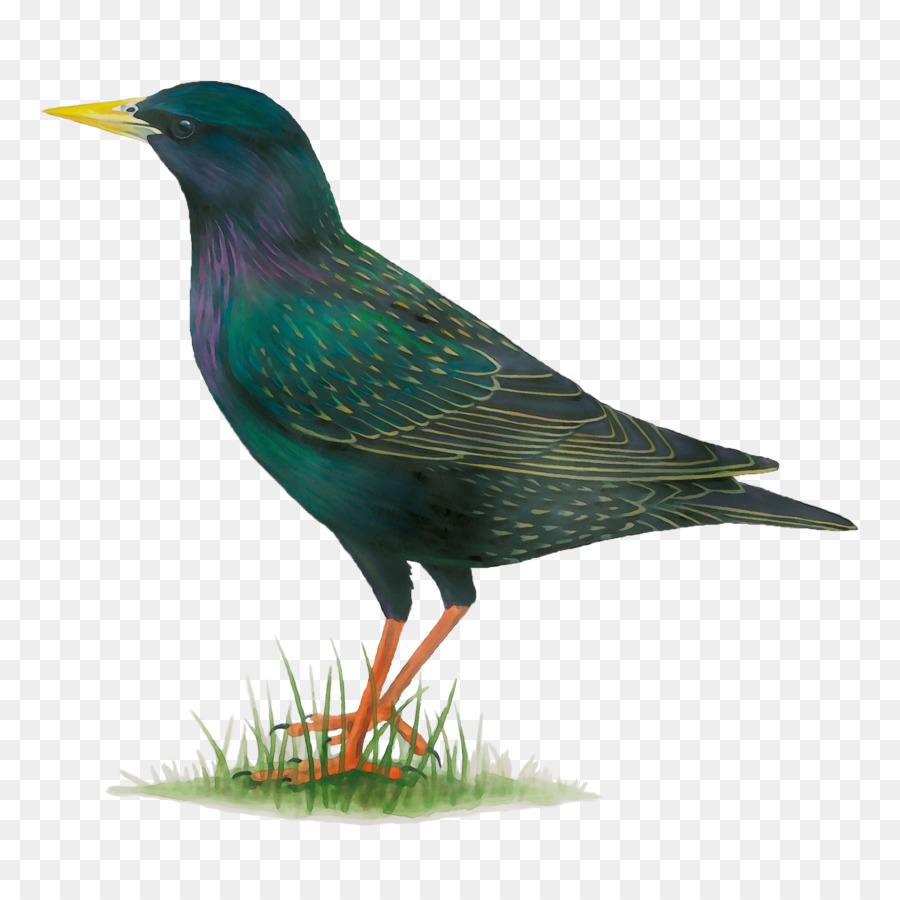 Aves，Pico PNG