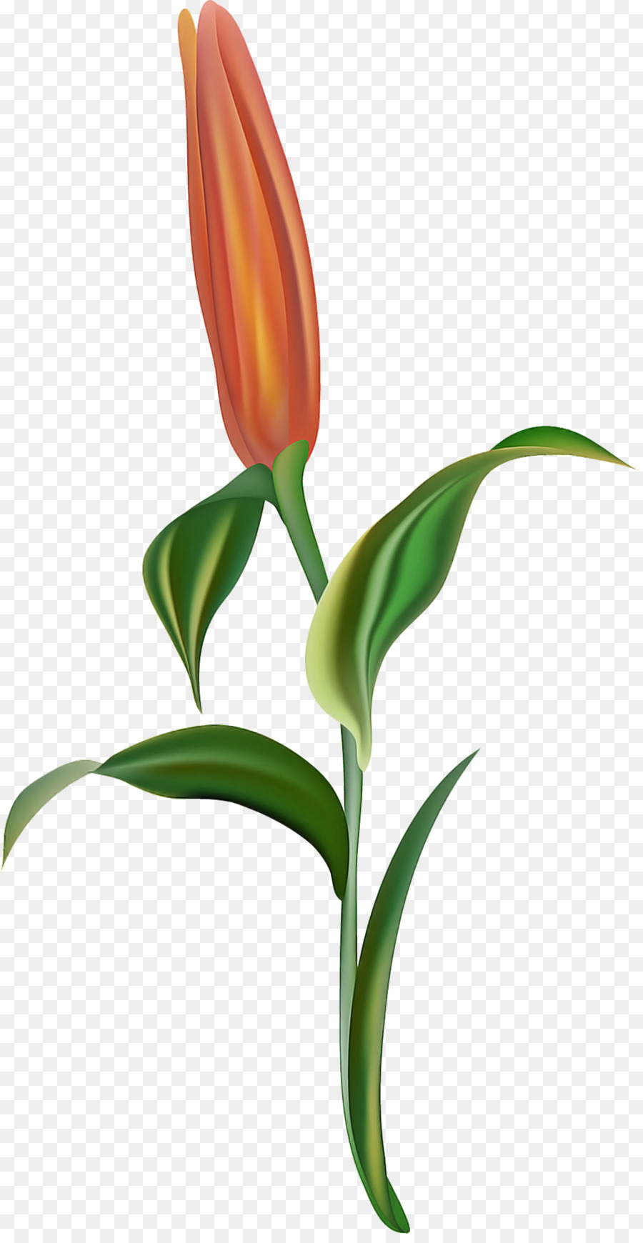 Flor，Planta PNG