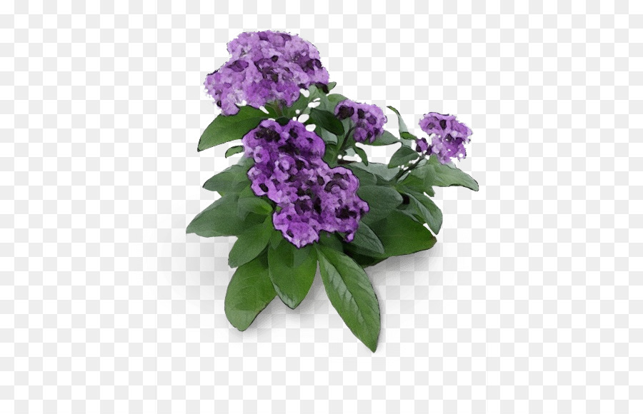 Flor，Morado PNG