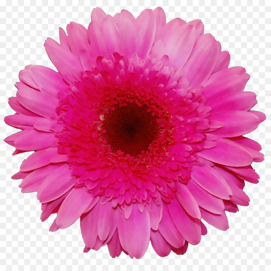 Barberton Daisy，Gerbera PNG