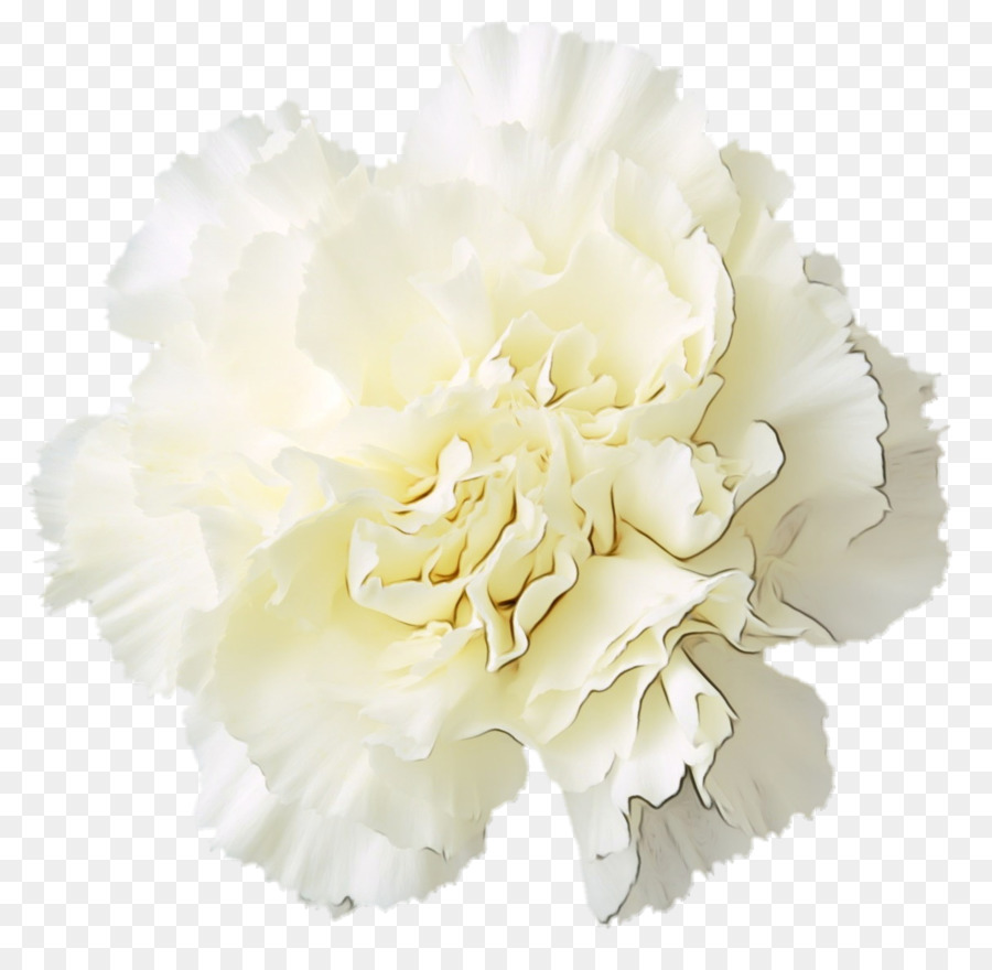 Blanco，Flor PNG