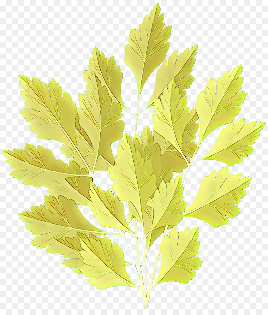 Hoja，Árbol PNG